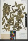 Foto von Salix pentandra L.